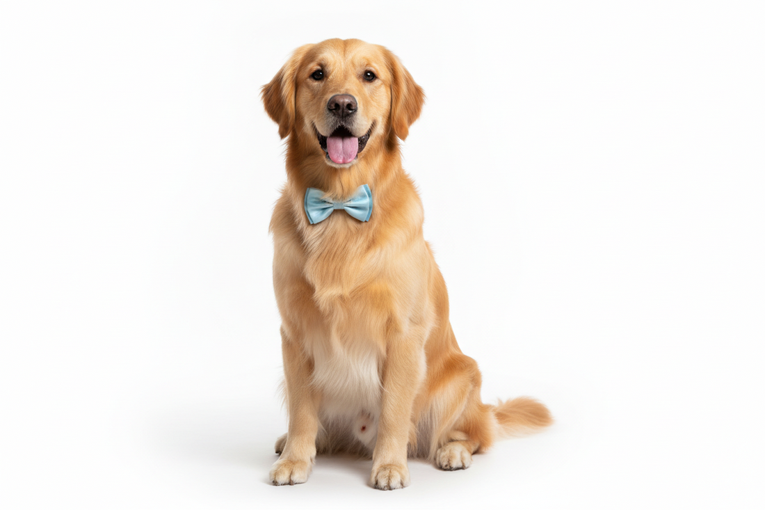 Top 5 Dog Grooming Tips Every Pet Owner Should Know