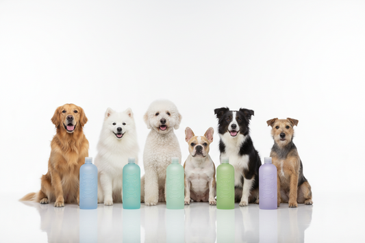 How to Choose the Right Shampoo for Your Dog’s Coat Type